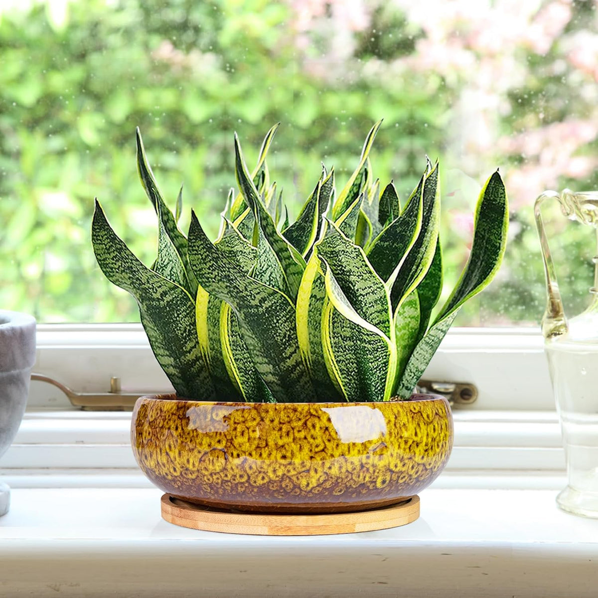 ARTKETTY Succulent Pots - 7.5 Inch Large Plant Pot with Bamboo Tray, Shallow Bonsai Pots with