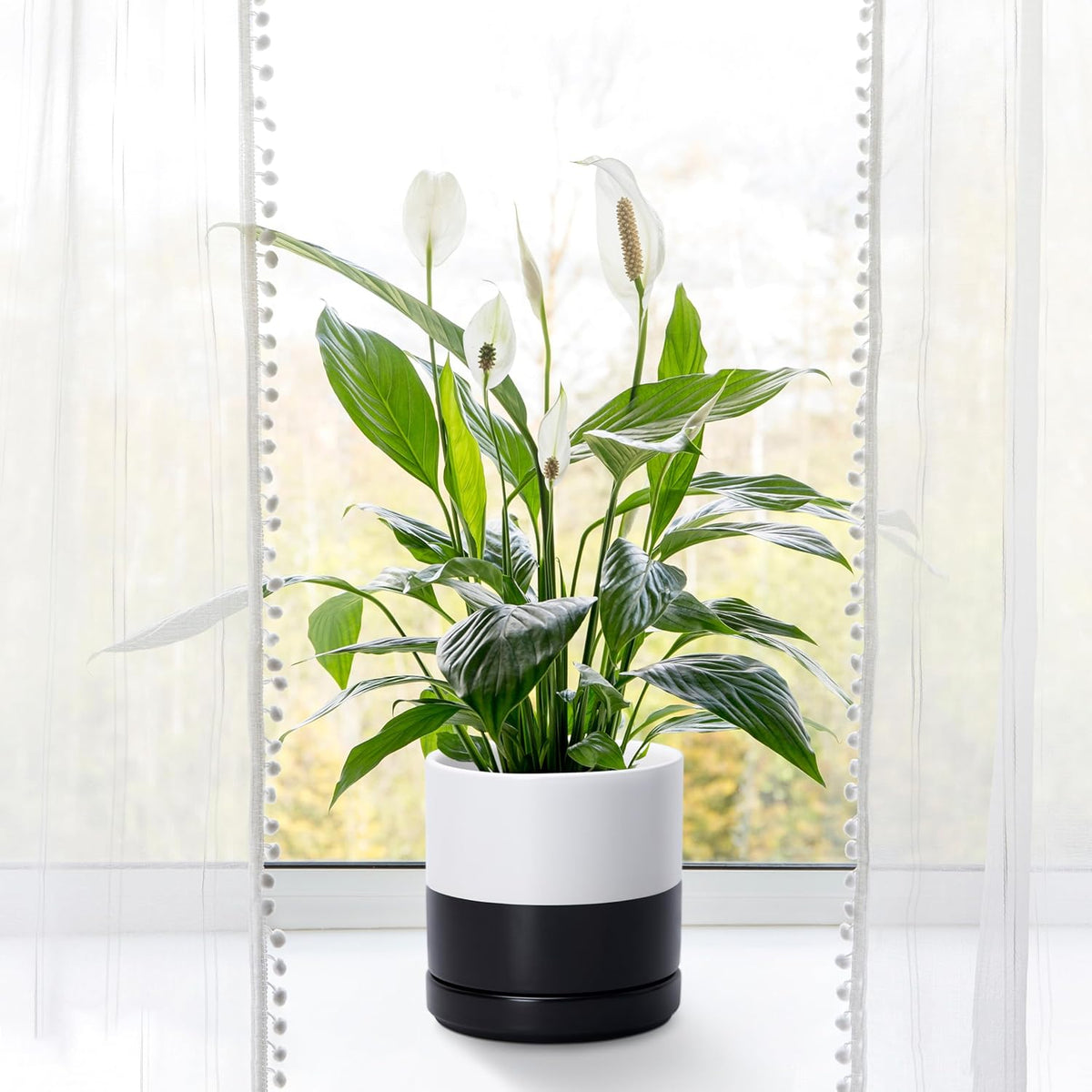 D'vine Dev 6.5 Inch Ceramic Planter Pot with Drainage Hole and Saucer, Indoor Cylinder Round
