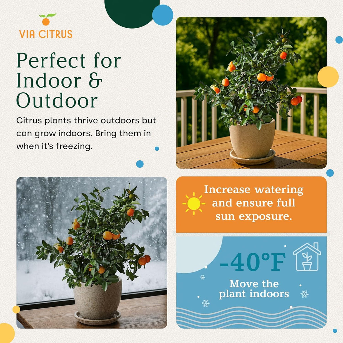 Calamondin Tree Live Plants Outdoor Plant 18-22" Tall - Dwarf Indoor Fruit Trees Live Plants Cannot