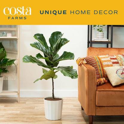 Costa Farms Fiddle Leaf Fig Tree, Ficus Lyrata, Live Indoor Plant Potted in Indoor Garden Plant