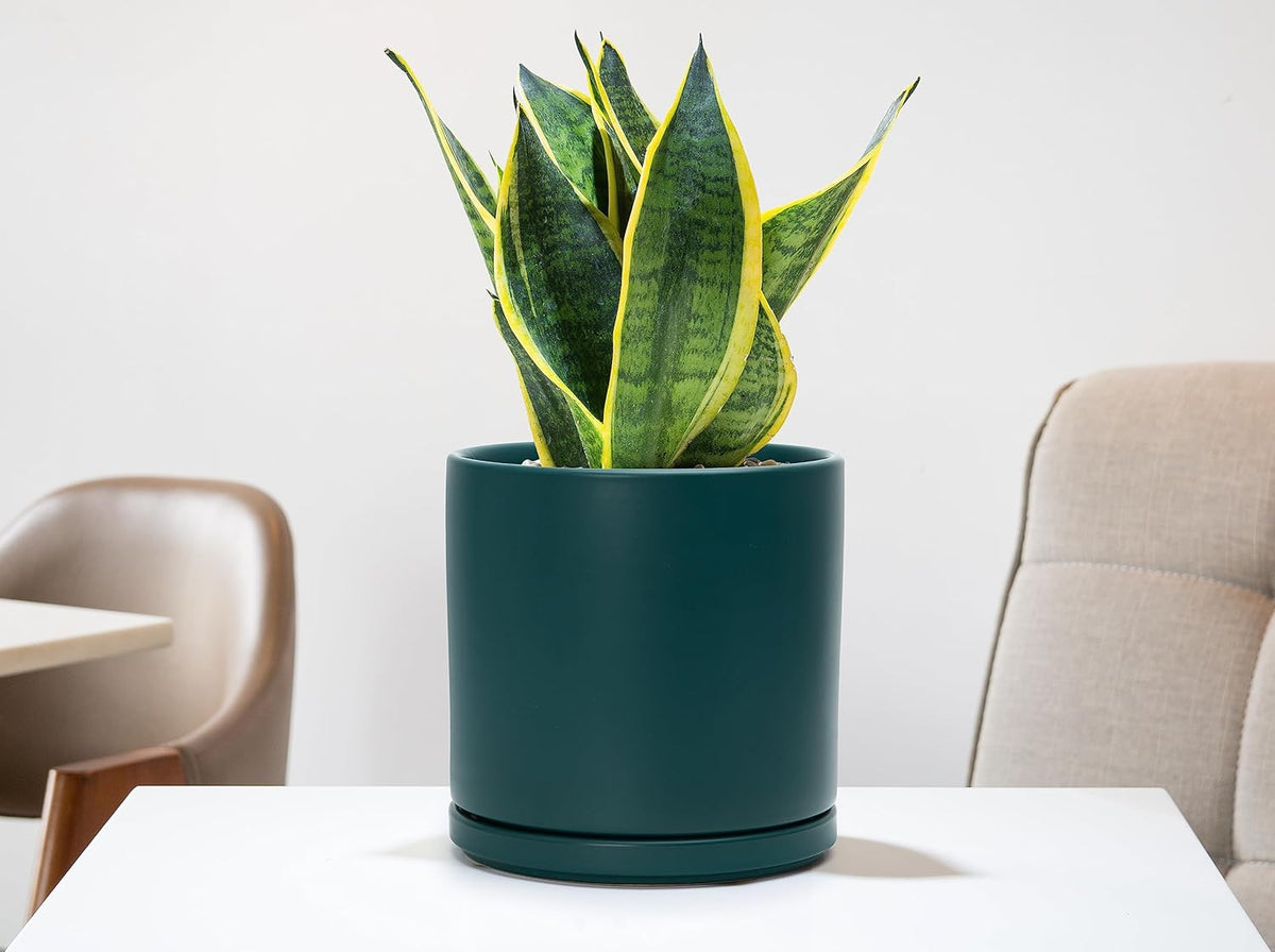 D'vine Dev 8 Inch Ceramic Planter Pot with Drainage Hole and Saucer, Indoor Cylinder Round Planter