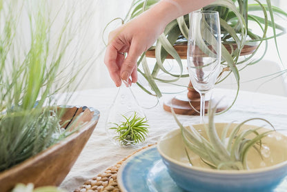Tillandsia Caput Medusae Air Plants - Live Succulent House Plants - Available in Wholesale and Bulk