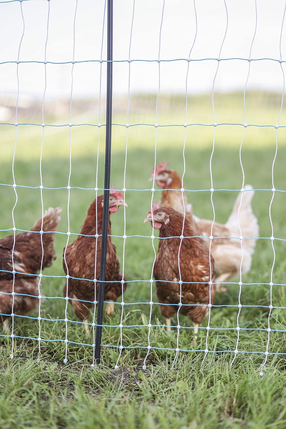 Starkline 42" x 164' Standard Electric Poultry Netting Kit with A/C Energizer (11/42/3) Electric