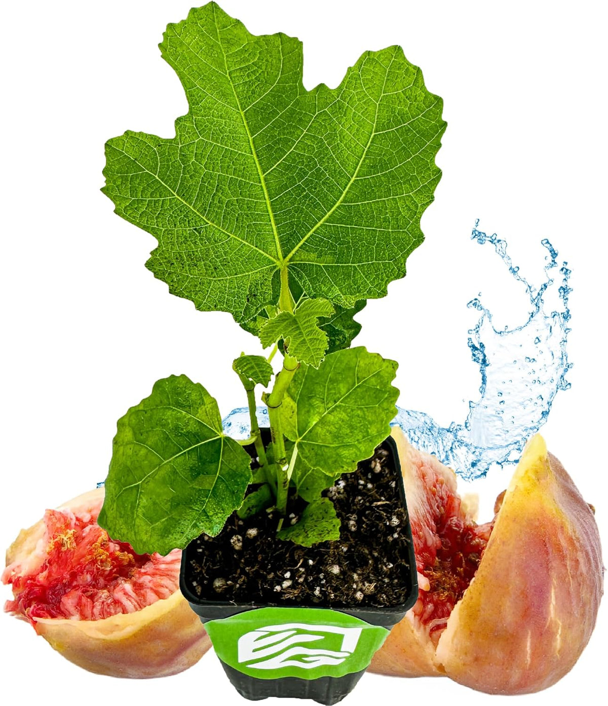 LSU Gold Fig Tree Starter Plant - Ficus carica by Wellspring Gardens - Fig Live Plants- Fig Tree