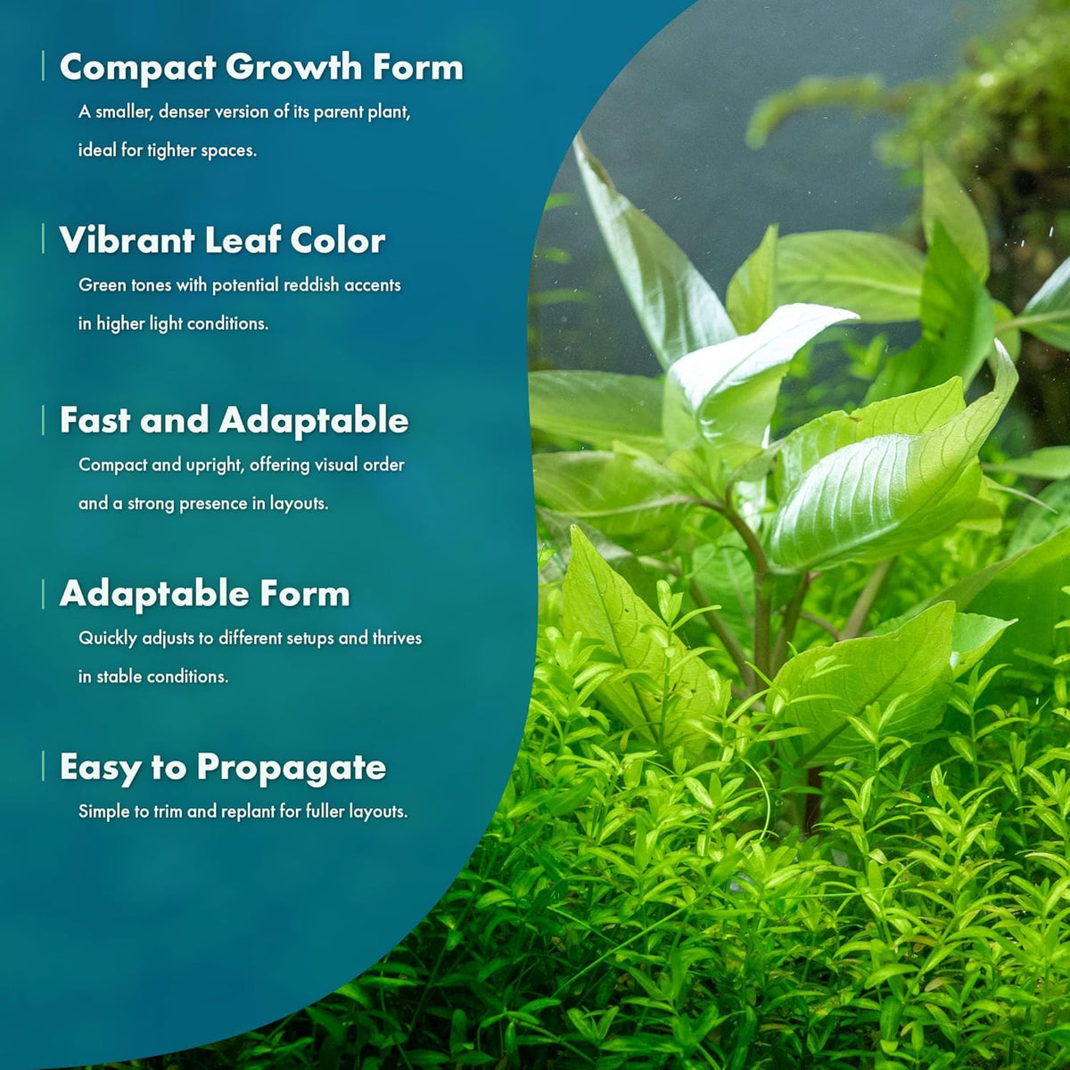 SubstrateSource Dwarf Hygrophila Corymbosa Siamensis Live Aquarium Plant - Freshwater Fish Tank