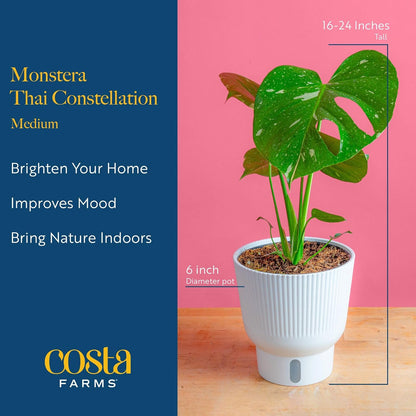 Costa Farms Thai Constellation, Variegated Monstera Live Plant in Self Watering Pot, Indoor