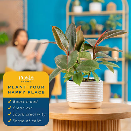 Costa Farms Ficus Live Plants (Pack of 6), Easy to Grow Live Indoor Houseplants, Grower's Choice