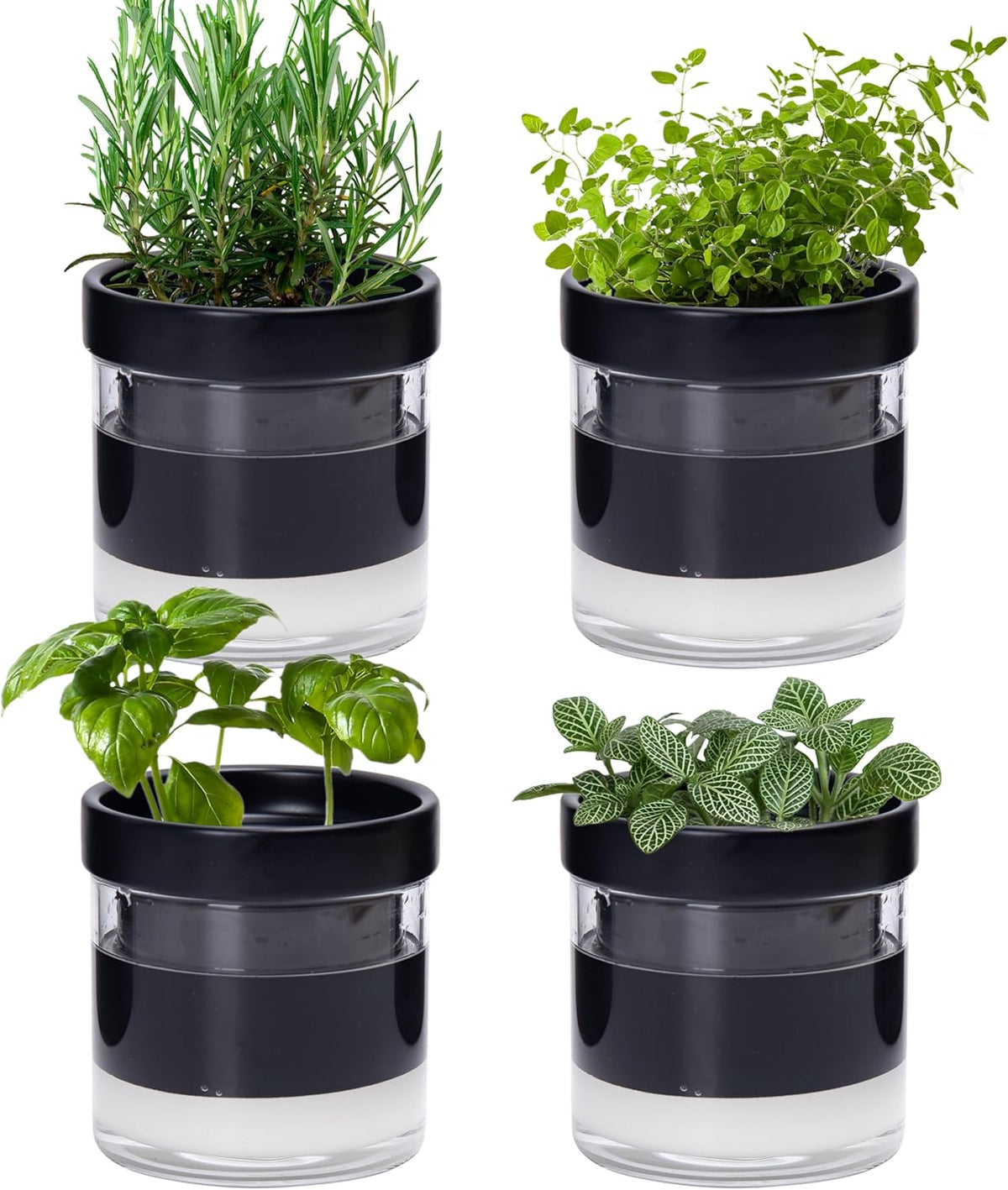 Phoenix Vine 4 Inch Self Watering Planter Pot, Black Terracotta Clay Pot with Glass Reservoir for