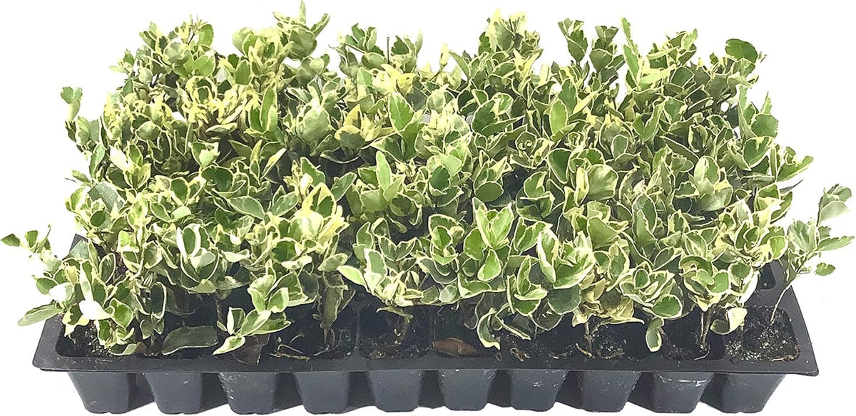 Ligustrum Japonicum Jack Frost Privet - 30 Live Plants - Variegated Evergreen Hedge