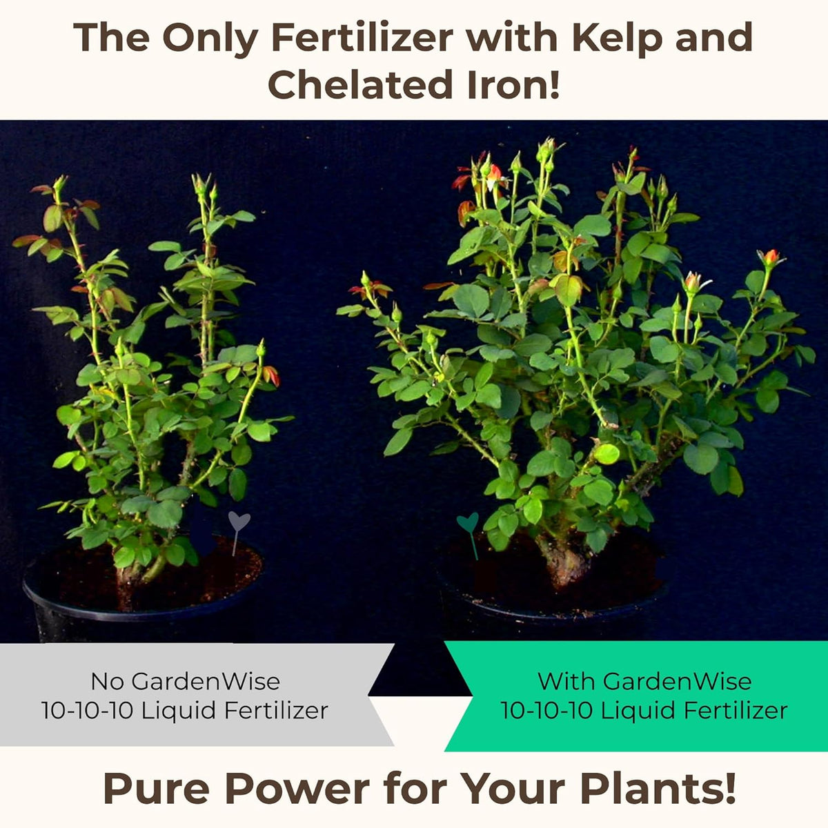 10-10-10 All Purpose Plant Food - Liquid Fertilizer with Seaweed Kelp & Iron - Indoor & Outdoor