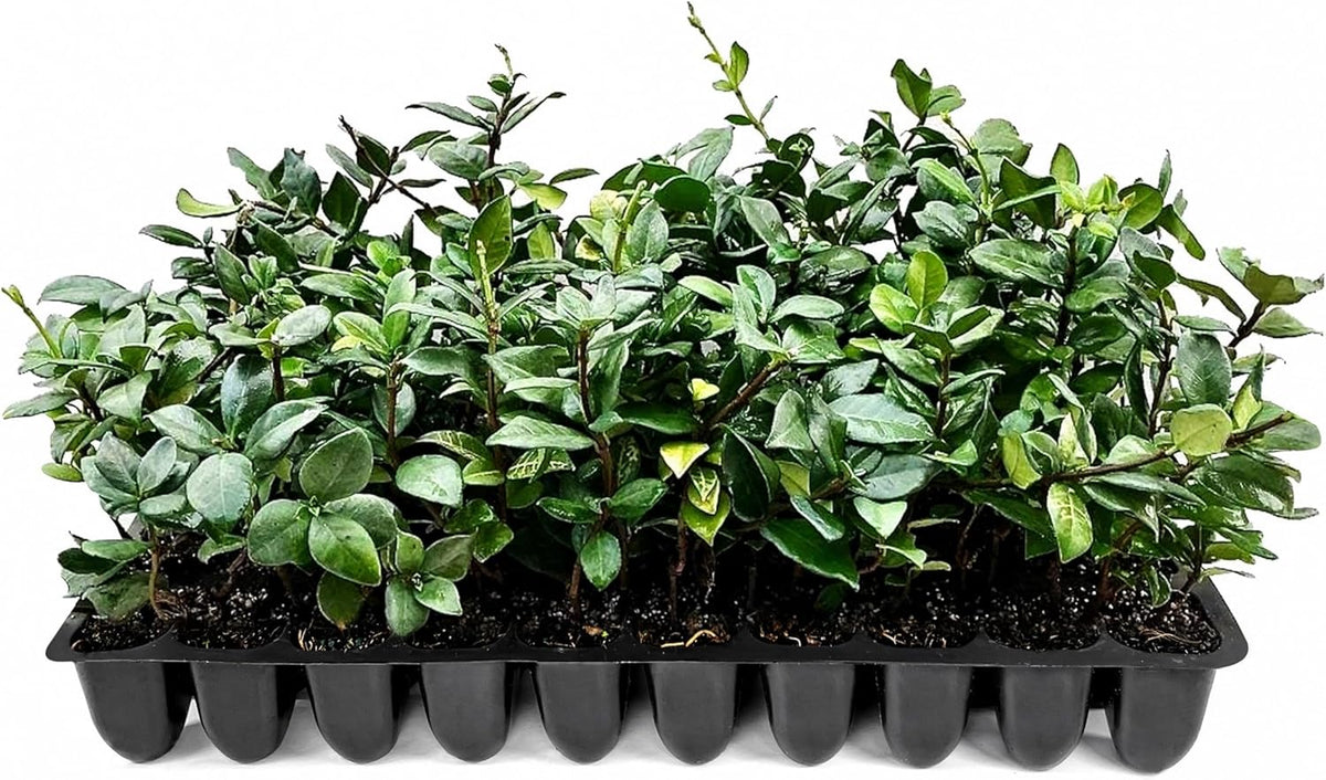 Star Jasmine | 20 Live Plants | Trachelospermum Jasminoides | Fragrant Blooming Evergreen Vine, Low