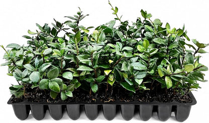 Star Jasmine | 10 Live Plants | Trachelospermum Jasminoides | Fragrant Blooming Evergreen Vine, Low