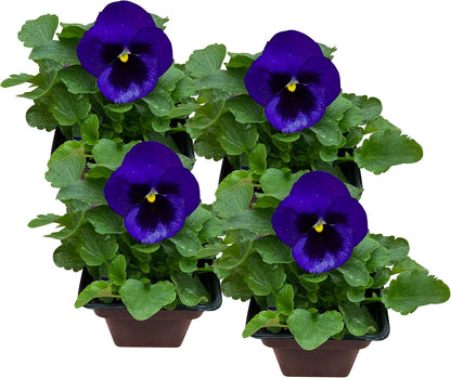 Live Healthy Flowering Pansies - Purple Blotch (4 Plants Per Pack), Beautiful Fall Color, 6" Tall