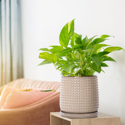 D'vine Dev 6 Inch Ceramic Beaded Stoneware Planter Pot - Flower Pot with Drainage Holes and Saucers