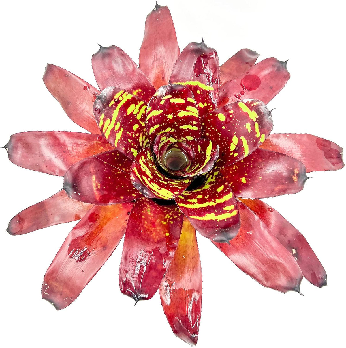 ragnaroc Live Plants - Bromeliad Neoregelia 'Green Eye', 16" Wide and 12" Tall in 6" Pot - 1ct
