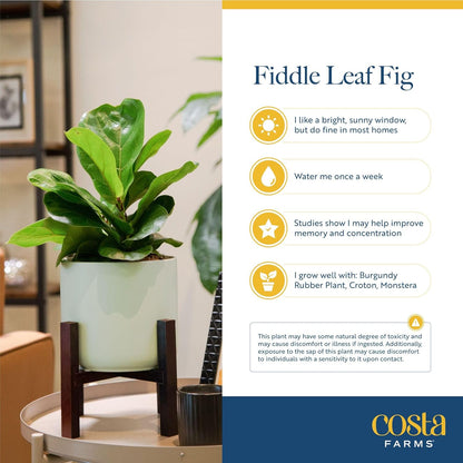 Costa Farms Little Fiddle Leaf Fig, Live Indoor Ficus Lyrata Plant in Nursery Plant Pot, Houseplant