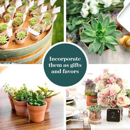 Shop Succulents Verde Succulent Plant Pack Bulk Collection - Live Mini Succulent Plants, Low