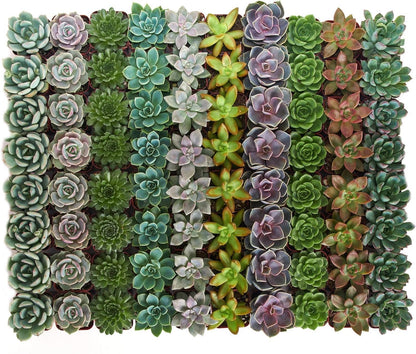 Shop Succulents Rosette Succulent Plant Pack Collection - Live Mini Succulent Plants, Low