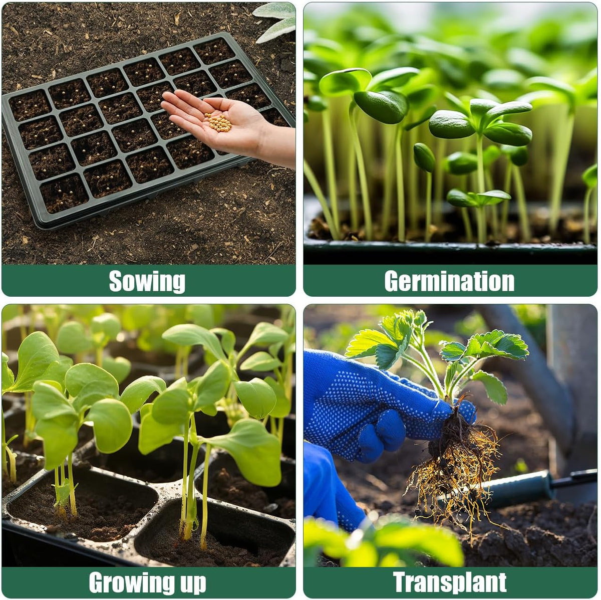 Seed Starter Tray with Dome-5 Sets 24XL Cell Seedling Trays(Total 120 Cells), Plant Germination