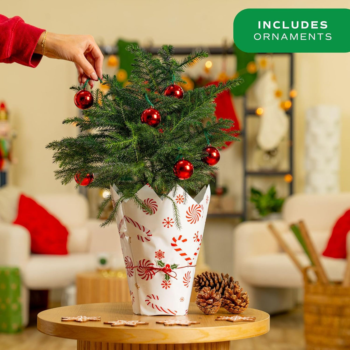 Costa Farms Live Christmas Tree, 18 to 20-Inches Tall, Decorated with Christmas Gift Wrap