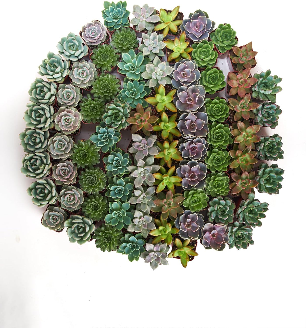 Shop Succulents Rosette Succulent Plant Pack Collection - Live Mini Succulent Plants, Low