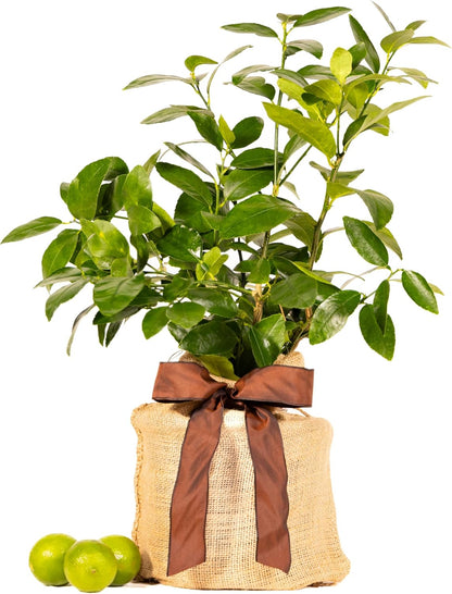 Father's Day Live Persian Lime Tree Gift, Dwarf Citrus Tree, Easy to Grow, Indoor/Outdoor, Unique