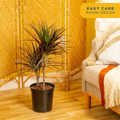 Costa Farms Dracaena Marginata Magenta Madagascar Dragon Tree Live Indoor Plant, 3 to 4-Feet Tall