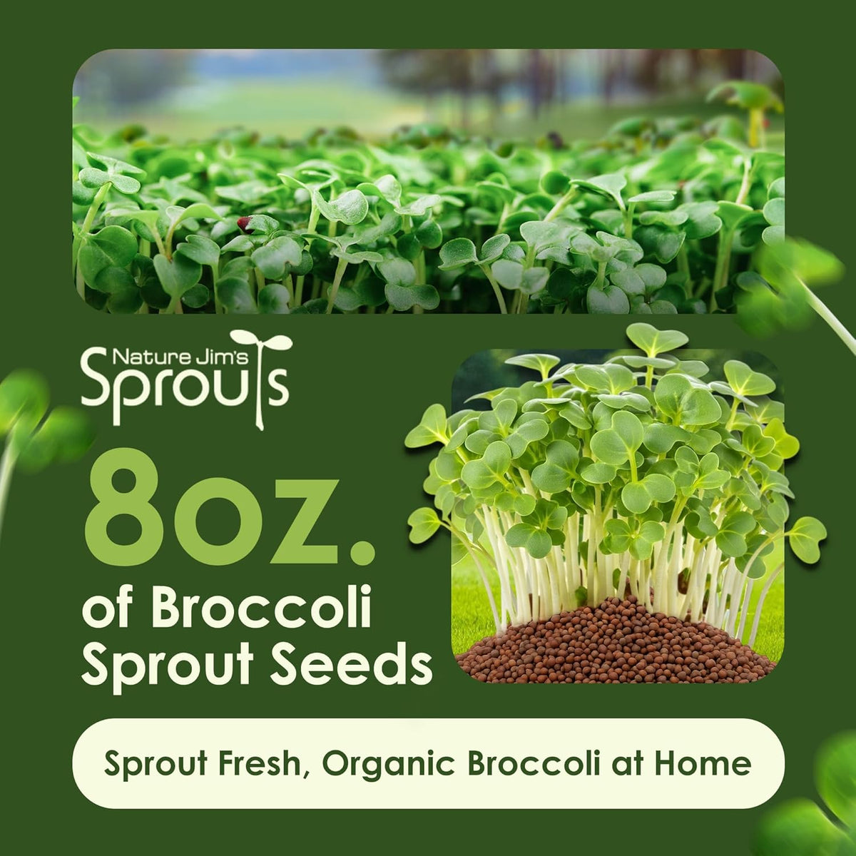 Nature Jims Sprouts Organic Broccoli Seeds for Sprouting – Certified Non-GMO, Rich in Sulforaphane