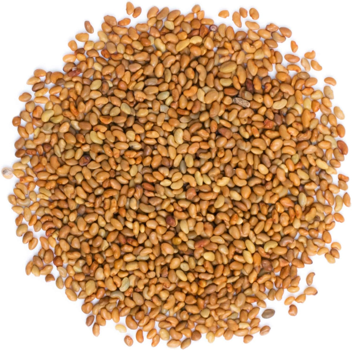 Food to Live - Organic Alfalfa Seeds for Sprouting, 20 Pounds - Non-GMO, Edible Seeds, Pure, Vegan