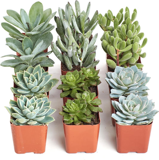 Shop Succulents Blue & Green Succulent Plant Pack Collection - Live Mini Succulent Plants, Low
