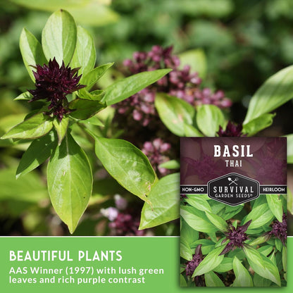 Survival Garden Seeds - Thai Basil Seed for Planting - 5 Packets with Instructions to Plant and