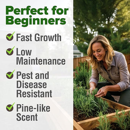 HOME GROWN 𝗨𝗦𝗔 𝗣𝗥𝗘𝗠𝗜𝗨𝗠 Rosemary Seeds Pack - 150 High Germinating 𝗡𝗢𝗡-𝗚𝗠𝗢 Heirloom
