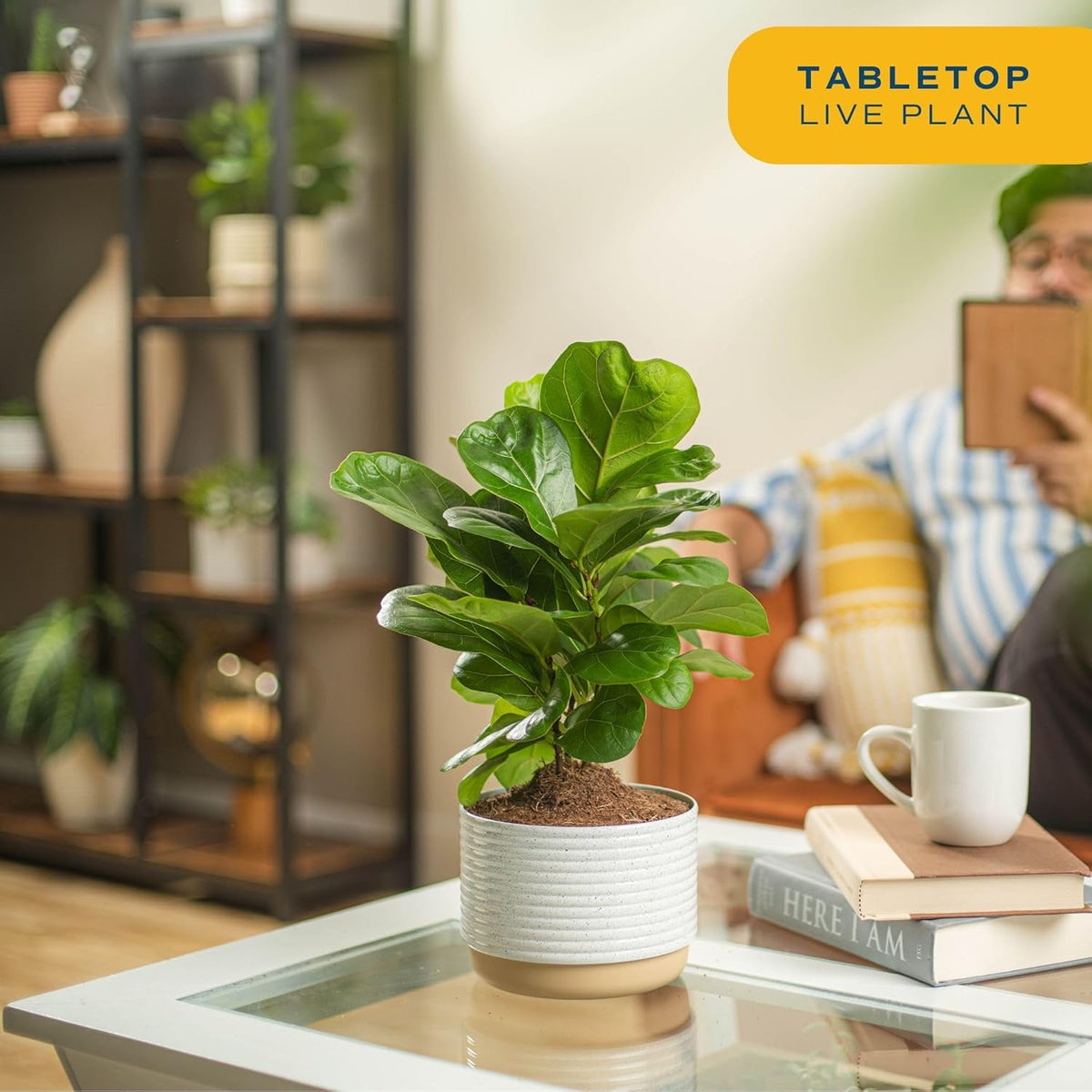Costa Farms Little Fiddle Leaf Fig, Live Indoor Ficus Lyrata Plant in Nursery Plant Pot, Houseplant