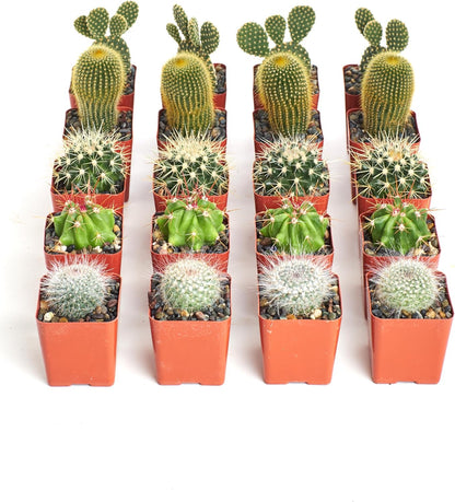 Shop Succulents Premium Live Mini Cactus Plants in Bulk 2" Pots, Easy Care Indoor or Outdoor