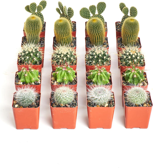Shop Succulents Premium Live Mini Cactus Plants in Bulk 2" Pots, Easy Care Indoor or Outdoor