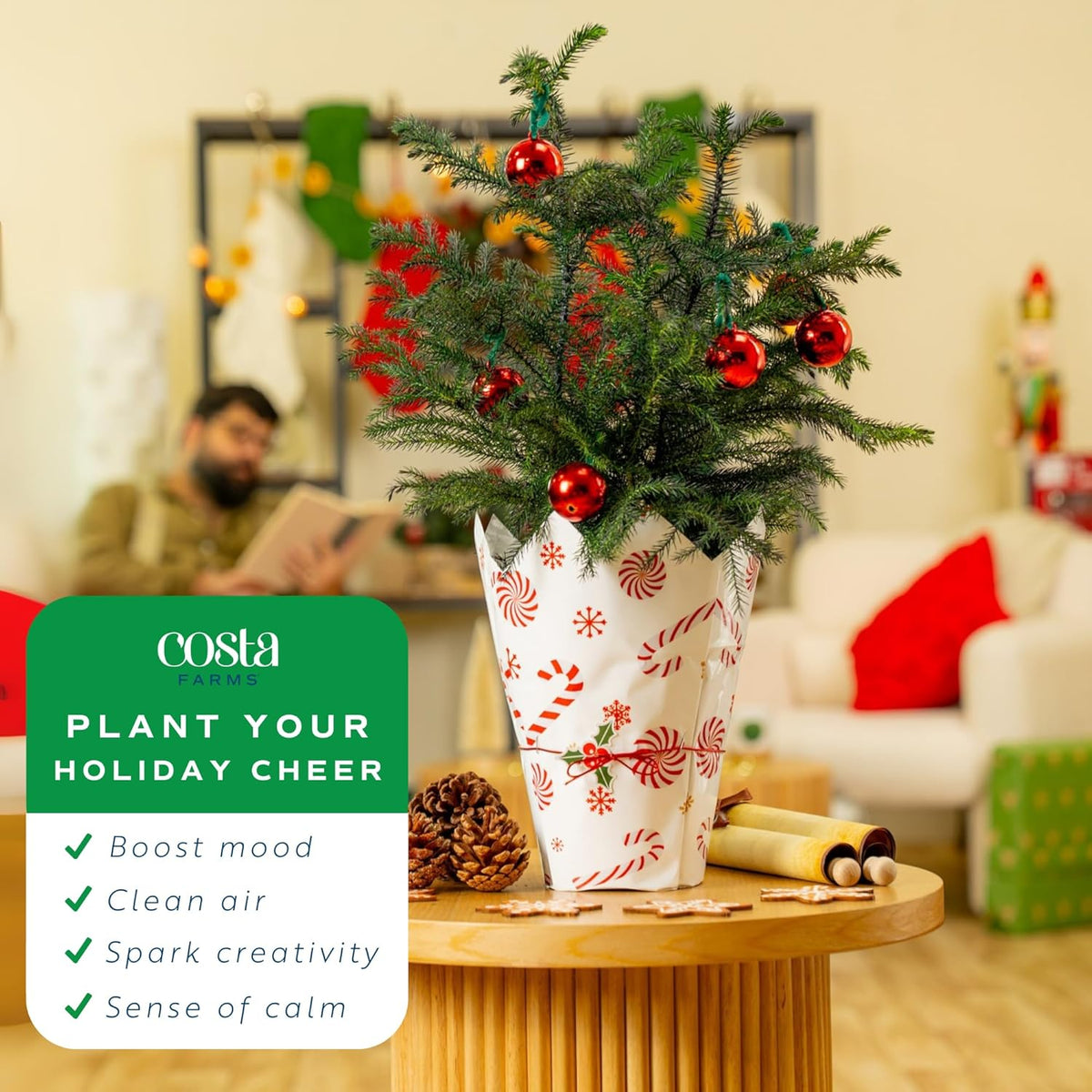 Costa Farms Live Christmas Tree, 18 to 20-Inches Tall, Decorated with Christmas Gift Wrap