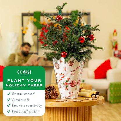 Costa Farms Live Christmas Tree, 18 to 20-Inches Tall, Decorated with Christmas Gift Wrap