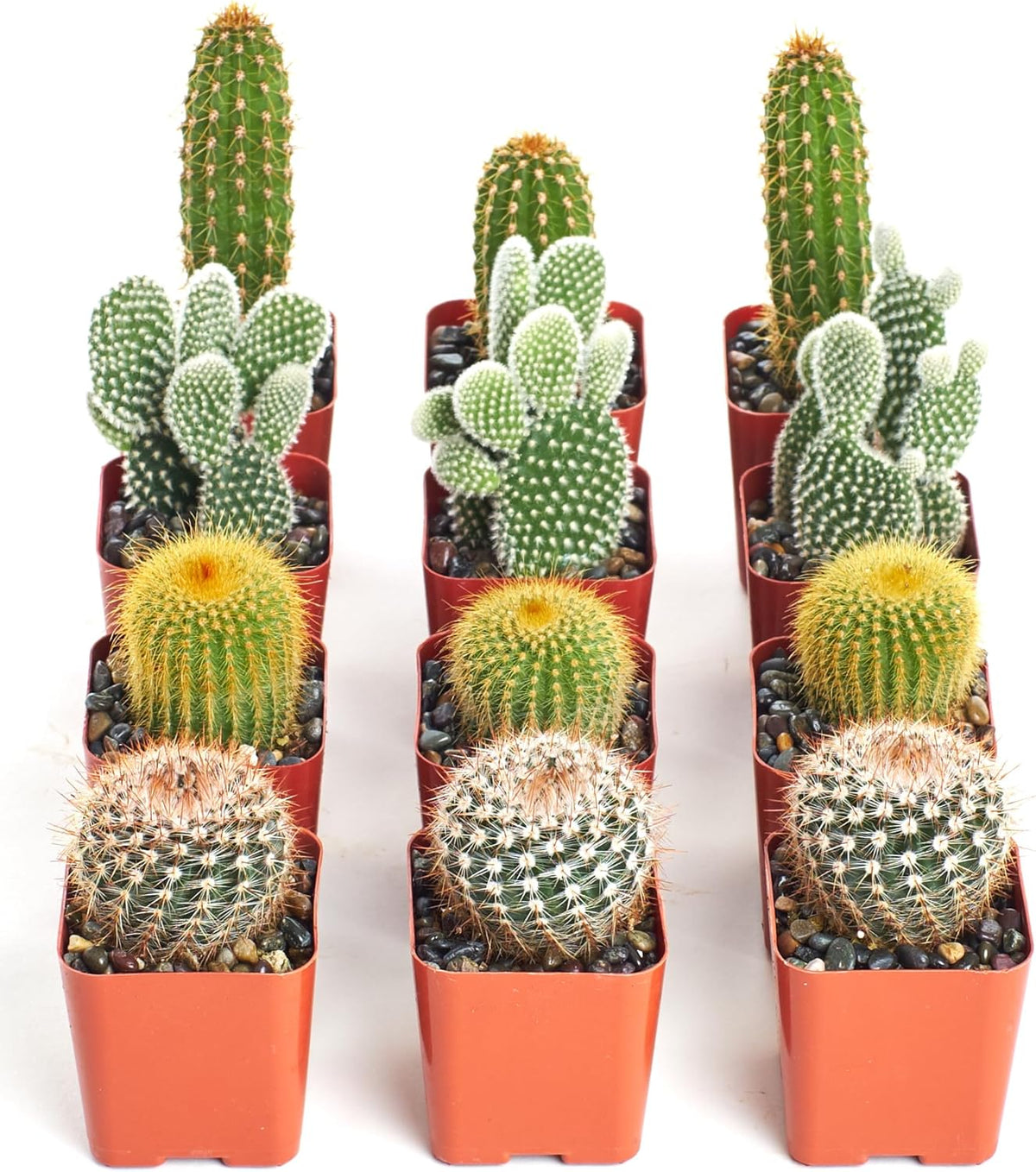 Shop Succulents | Can't Touch This Collection | Assortment of Hand Selected, Fully Rooted Live