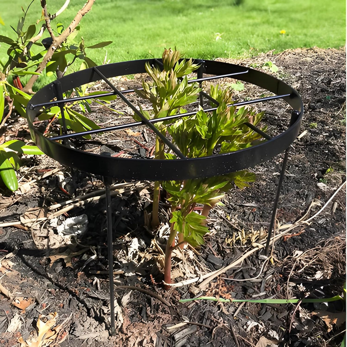 Large Peony Cages and Supports 18.9"x23.6" - Durable Round Garden Flower Rings | Tall Plant Support