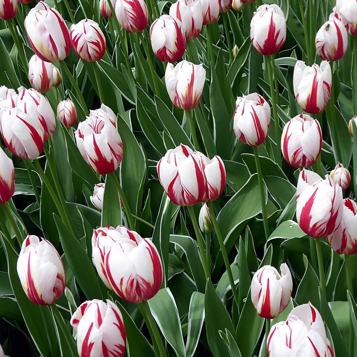 Mixed Sorbet Tulips – 8 Bulbs | Pink, Red & White Perennial Flowers - Spring Blooming |