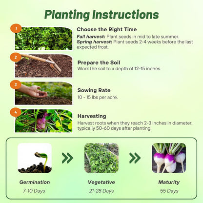 Outsidepride Purple Top Turnip Seeds - 5 Lbs High-Yield, High Protein Turnip Seed, Ideal Cover