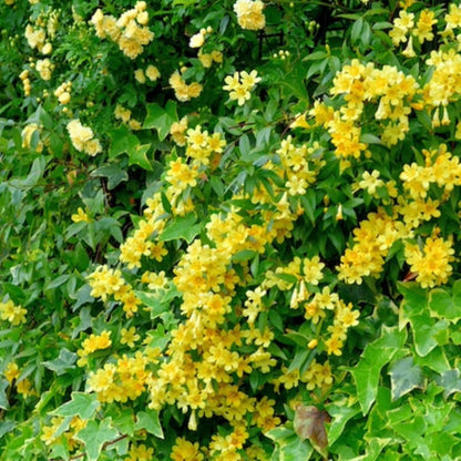 Carolina Jasmine Plant, Live Evergreen Vine, Fragrant Yellow Blooms, Fast Growing Climber for
