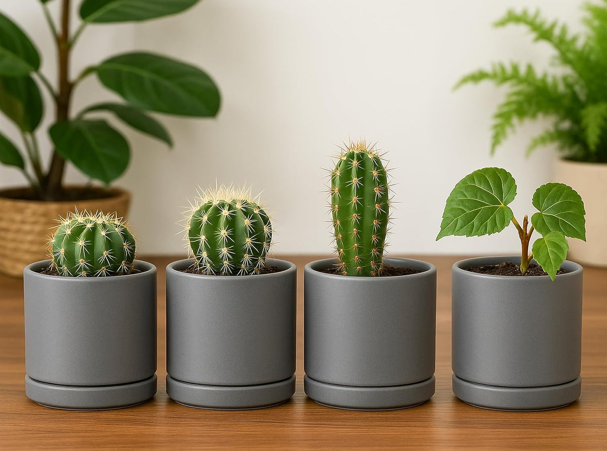 D'vine Dev Set of 4 Small Ceramic Plant Pots, 3.5 Inch Succulent Planter Pot for Plants with