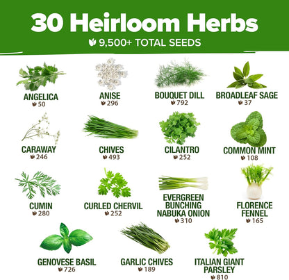 HOME GROWN 30 Herb Seeds for Planting 9,500+ Non-GMO Heirloom Seeds | Extra Large Variety Pack Herb