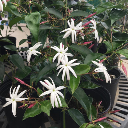 Live Angel Wing Jasmine (Jasminum Nitidum) Plants - Fragrant, White Blooming Evergreen Shrub for