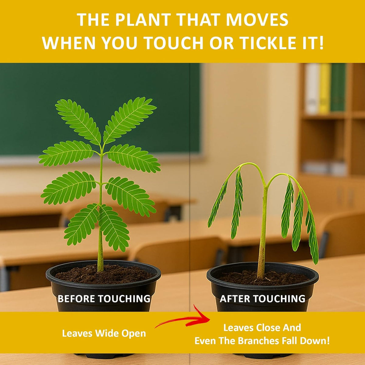 Zombie Plant Seed Packets – Grow a Live Sensitive Plant That Plays Dead When Touched! Indoor Plant