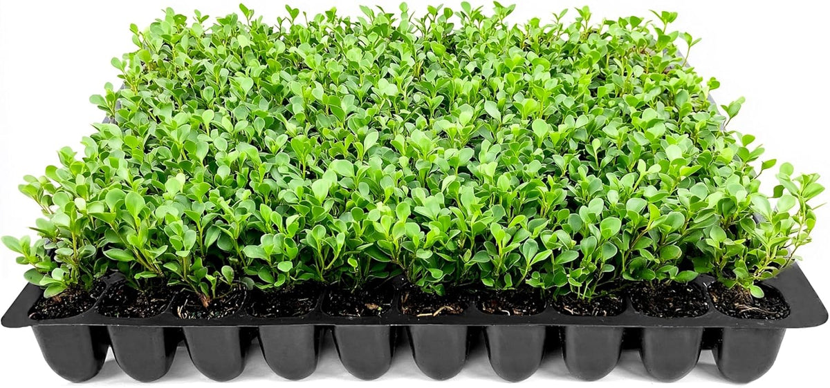 Wintergreen Boxwood | 3 Live Plants | Buxus Microphylla | Evergreen Shrub, Dense Foliage, Formal