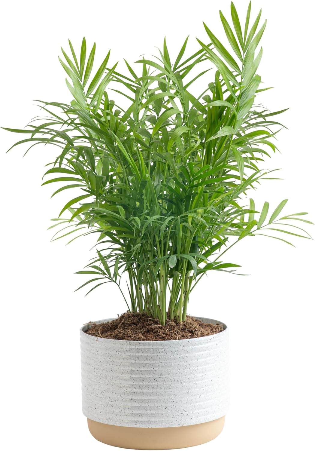 Costa Farms Parlor Palm, Neanthebella Tropical Live Plant, Easy to Grow Palm Houseplant Potted in