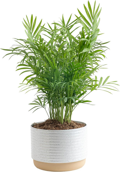 Costa Farms Parlor Palm, Neanthebella Tropical Live Plant, Easy to Grow Palm Houseplant Potted in