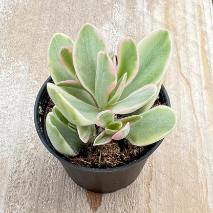 Sprout N Green Money Maker Variegata | Crassula atropurpurea VAR. muirii variegata, Rare Live
